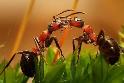 Уничтожение муравьев Балашиха